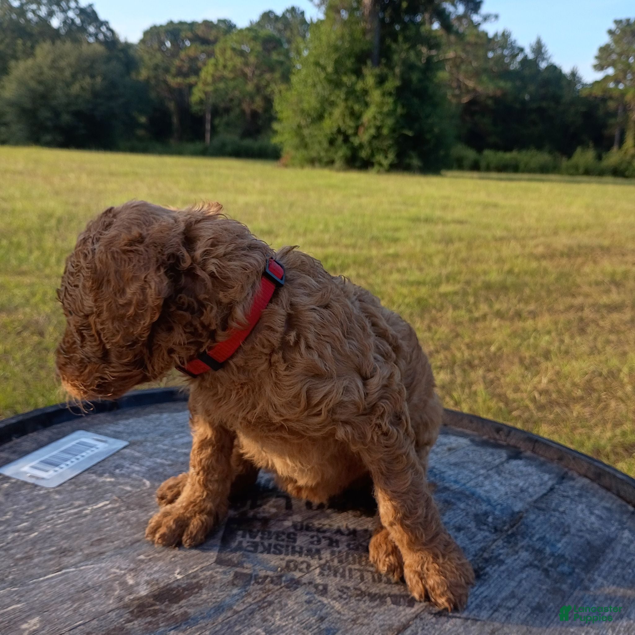 Goldendoodle dogs Ruby - Ad 2