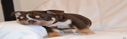 English Bulldog dogs for sale: Bucky (chocolate tri) - Ad 3