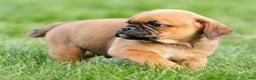 Puggle dogs for sale: Benson - Ad 7