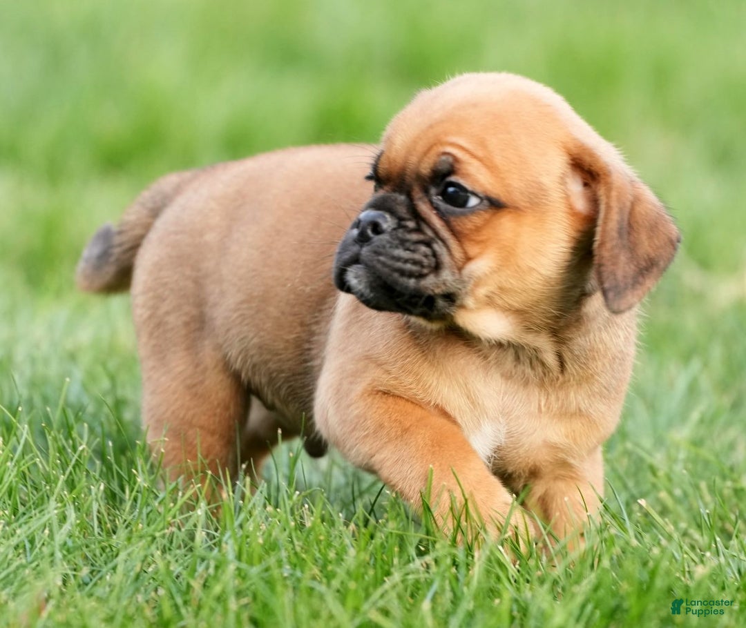 Puggle dogs for sale: Benson - Ad 7
