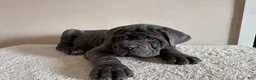 Cane Corso dogs for sale: Thor - Ad 8