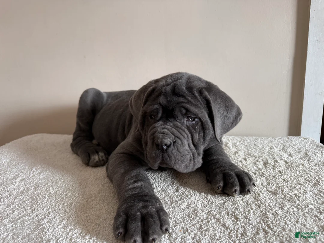 Cane Corso dogs for sale: Thor - Ad 8