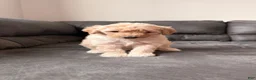 Double Doodle dogs for sale:  Amethyst - Ad 8