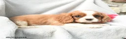 Cavalier King Charles Spaniel dogs for sale: Hugo - Ad 3