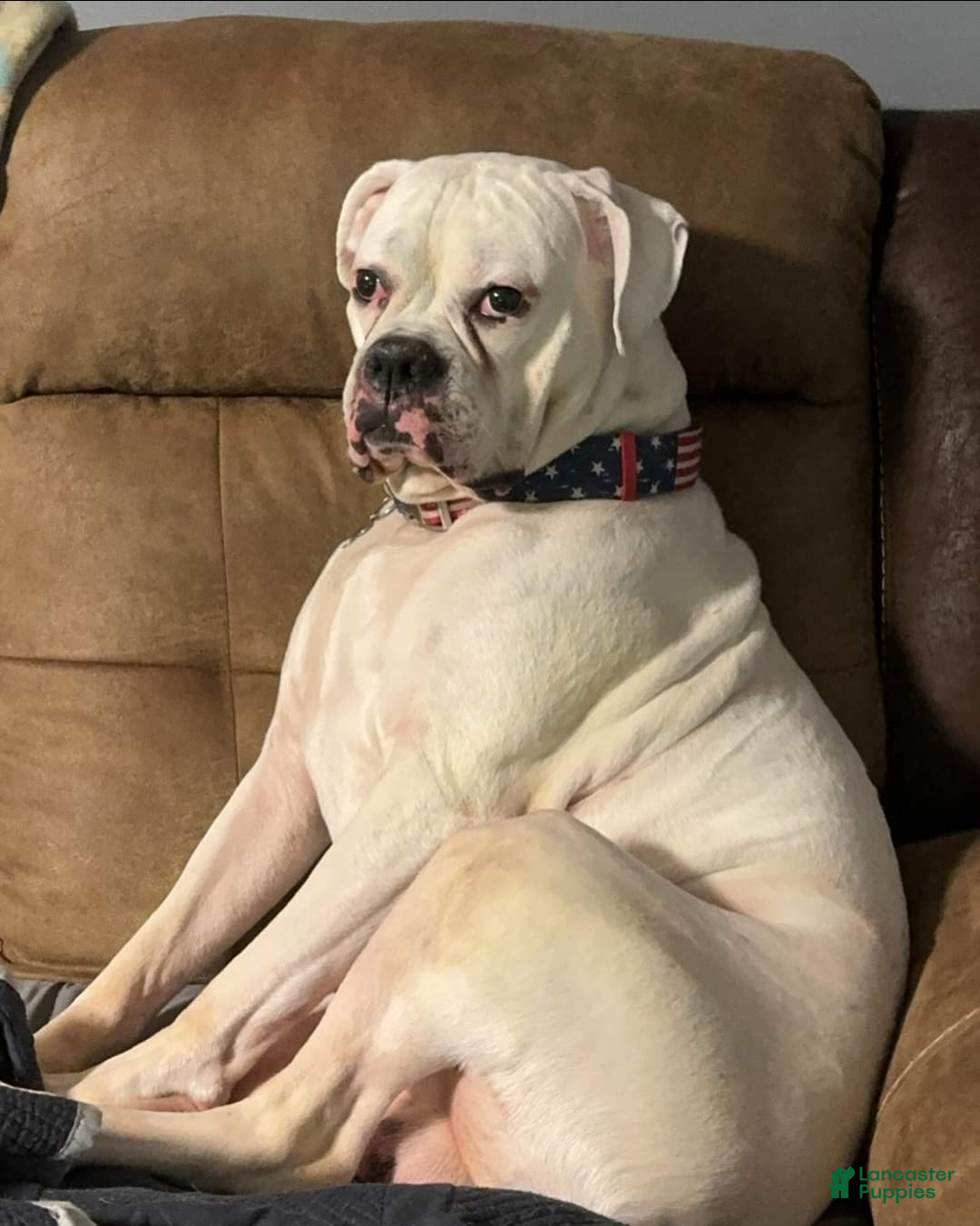 Boxer dogs for stud: Rocky - Ad 7