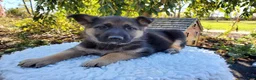 German Shepherd dogs for sale: Tina - Ad 3