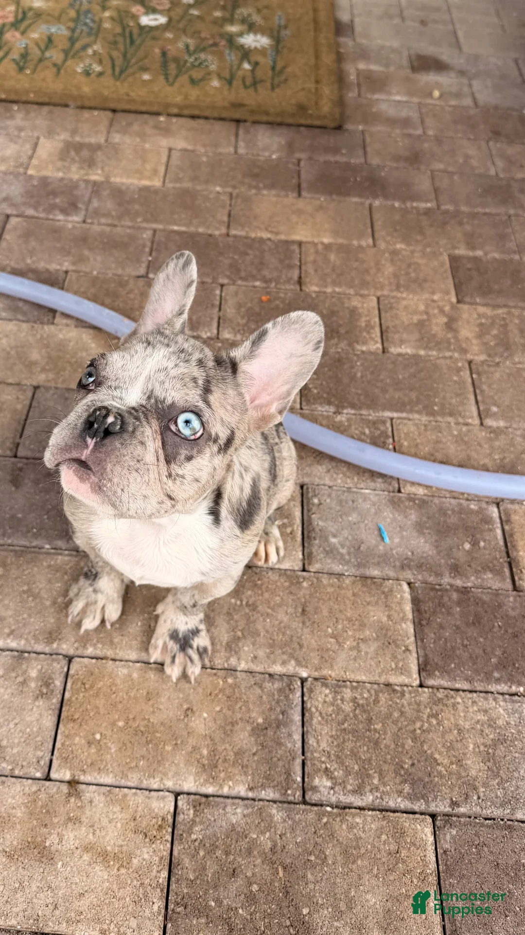 French Bulldog dogs for sale: French Bulldog Puppy 2 - Ad 2