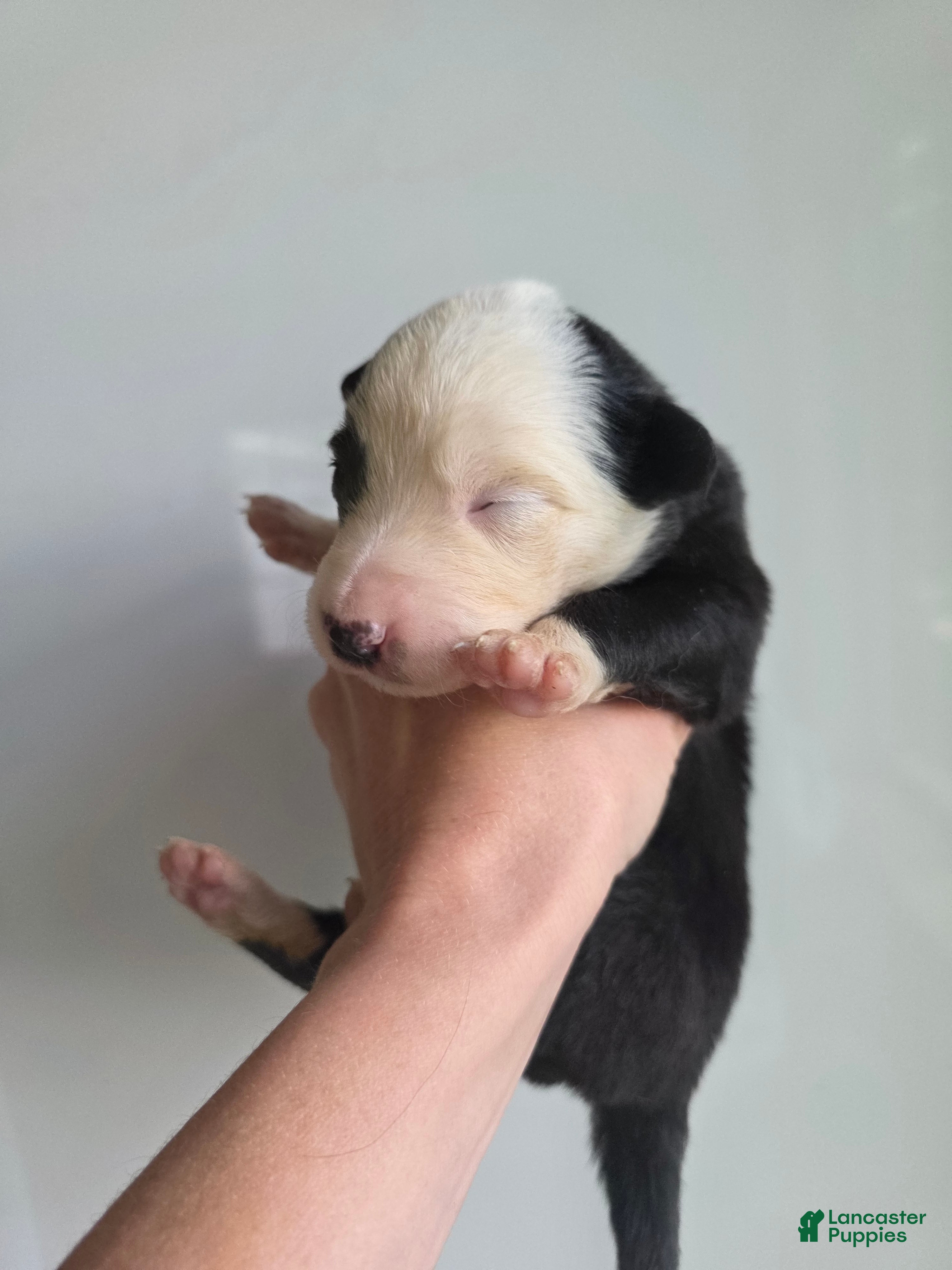 Border Collie dogs Gemma - Ad 8