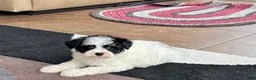 Havapoo dogs for sale: Havapoo boy 2 - Ad 2