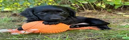 Dachshund dogs for sale: Tessa - Ad 3