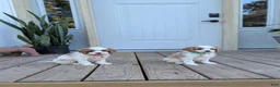 Cavapoo dogs for sale: Phillip  - Ad 9
