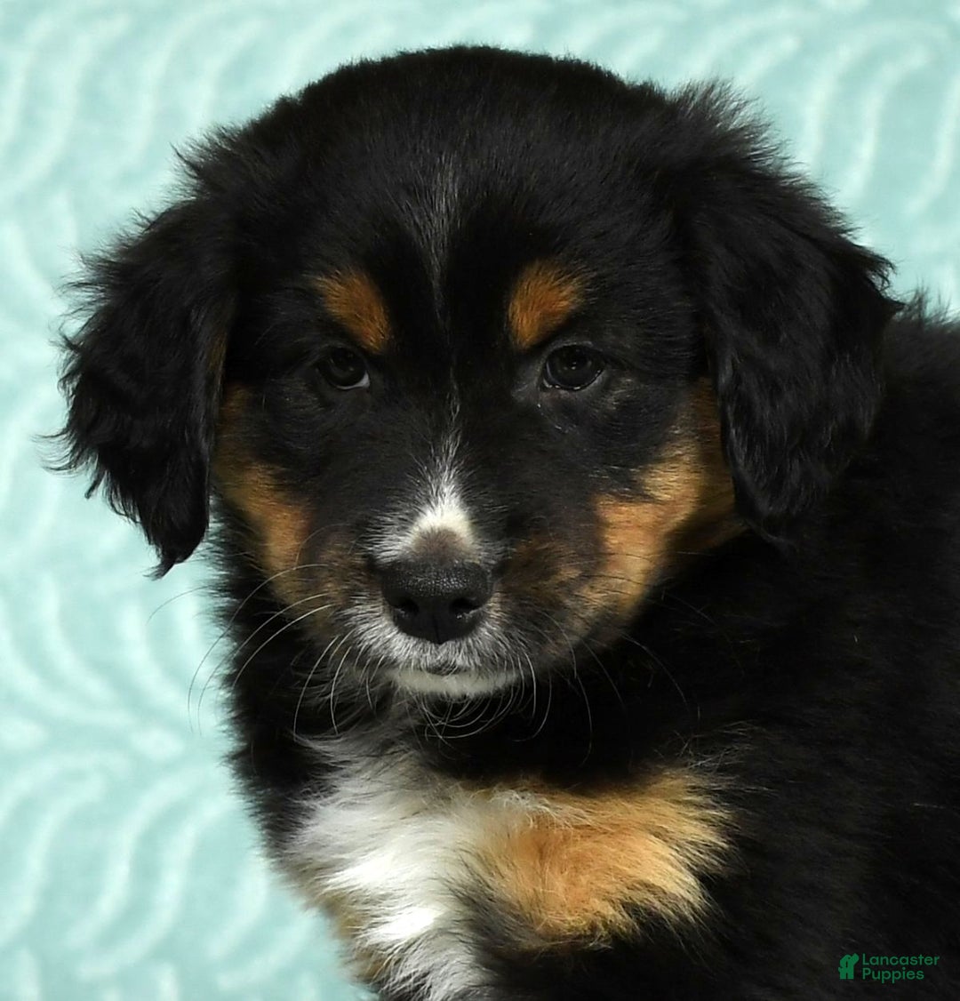 Australian Shepherd dogs for sale: Hank - Ad 9