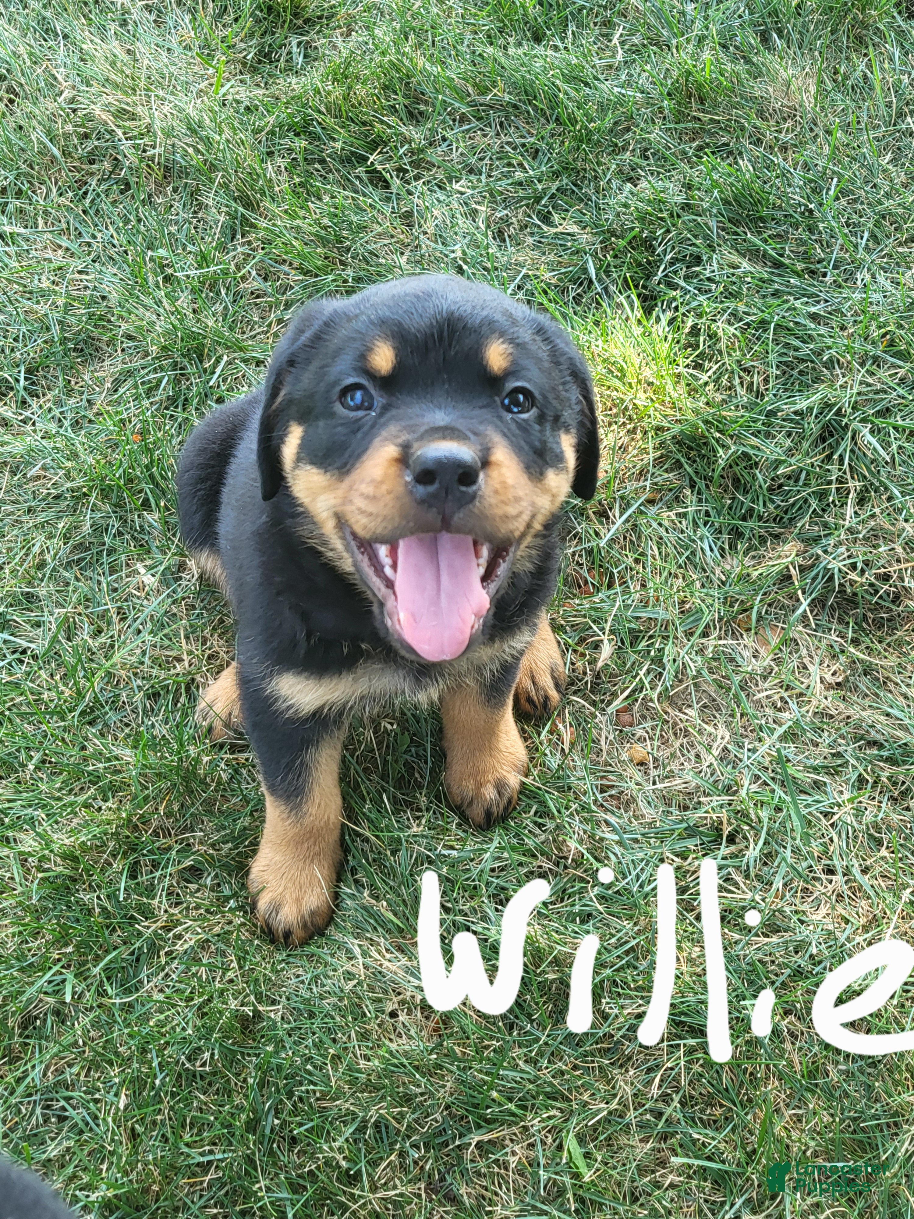 Rottweiler dogs for sale: Willie - Ad 3