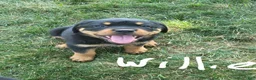 Rottweiler dogs for sale: Willie - Ad 1