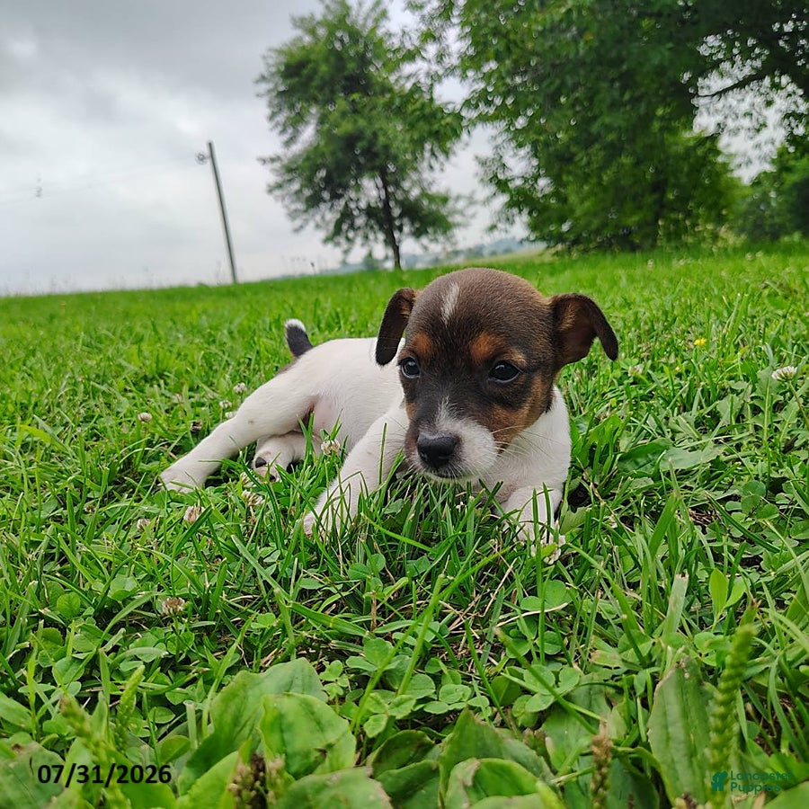 Jack Russell Terrier dogs Misty - Ad 2