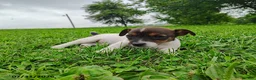 Jack Russell Terrier dogs for sale: Misty - Ad 2