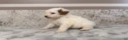 Mini Goldendoodle dogs for sale: Donna - Ad 3