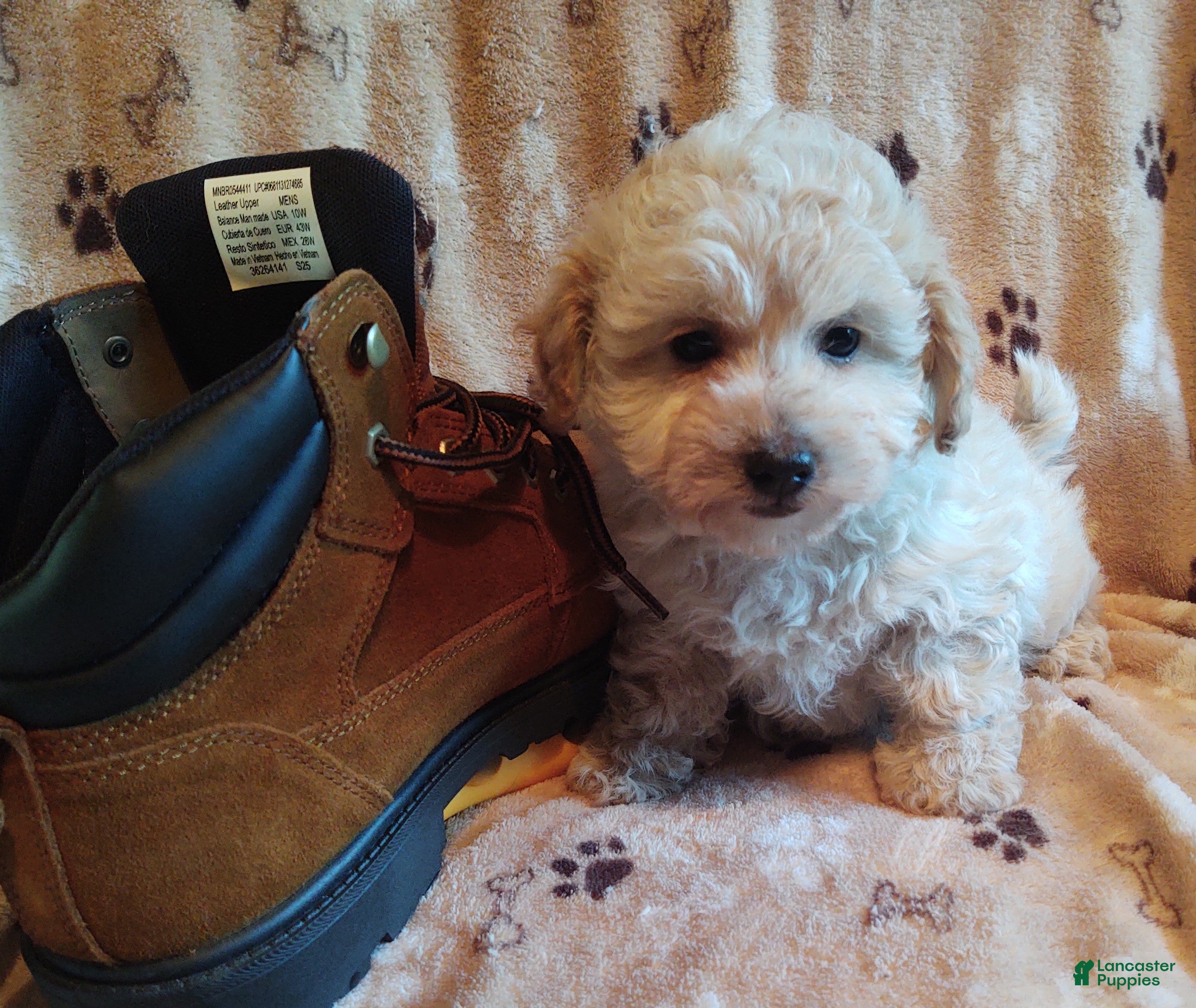 Maltipoo dogs Eleanor  - Ad 2