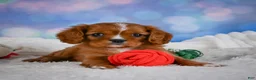 Cavalier King Charles Spaniel dogs for sale: Cabby - Ad 9