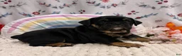 English Bulldog dogs for sale: Wheeler - Ad 1