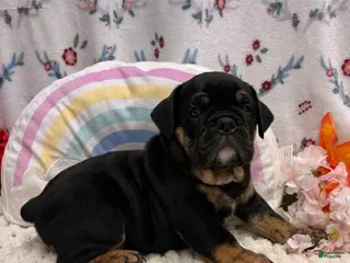 English Bulldog dogs for sale: Wheeler - Ad 3