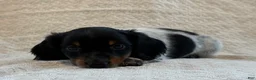 Miniature Dachshund dogs for sale: Asher - Ad 4