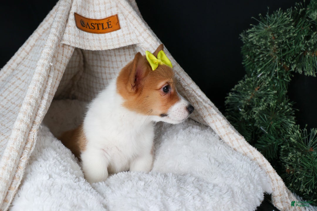 Welsh Corgi Pembroke dogs for sale: Izzy - Ad 10