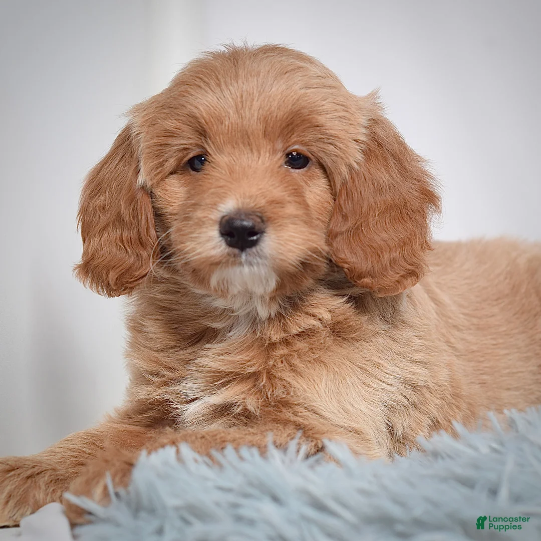 Mini Goldendoodle dogs for sale: Ms. Pearl - Ad 3