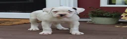 Boxer dogs for sale: Orlando - Ad 8