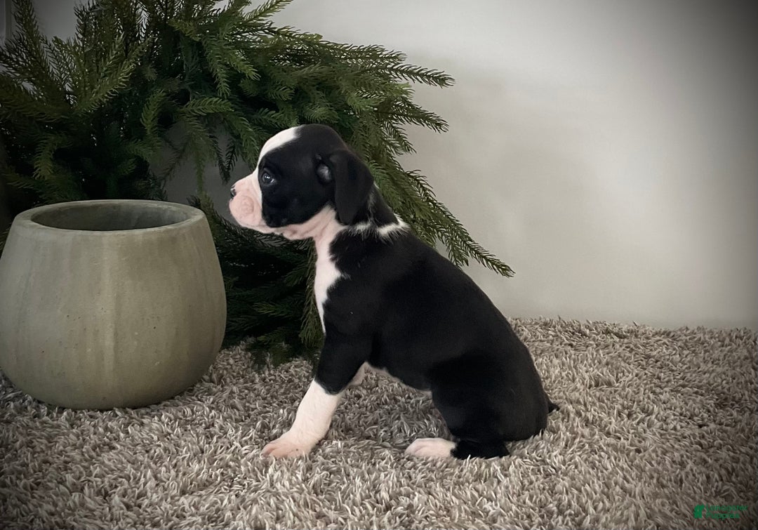 Boxer dogs for sale: Benji  - Ad 2