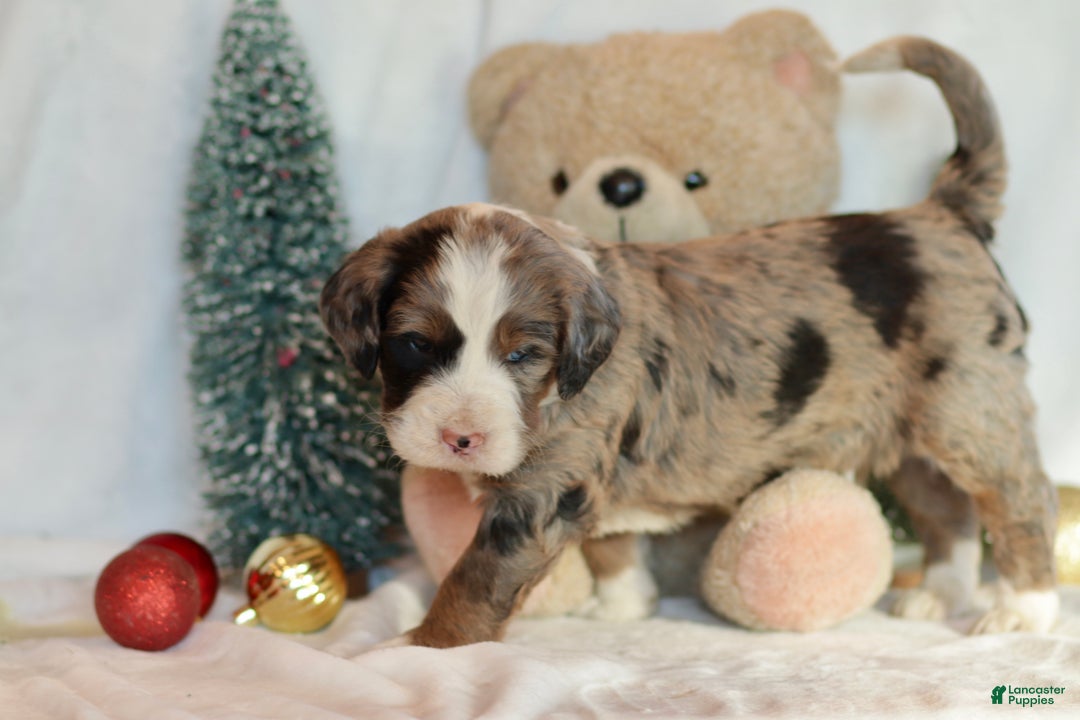 Bernedoodle dogs for sale: Doc - Ad 4