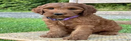 Irish Doodle dogs for sale: Molly - Ad 25