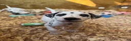 Dalmatian dogs for sale: Male 2 - Ad 4