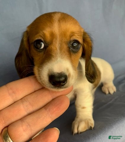 Miniature Dachshund dogs Chloe - Ad 2