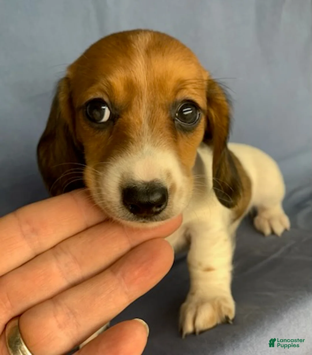 Miniature Dachshund dogs for sale: Chloe - Ad 2