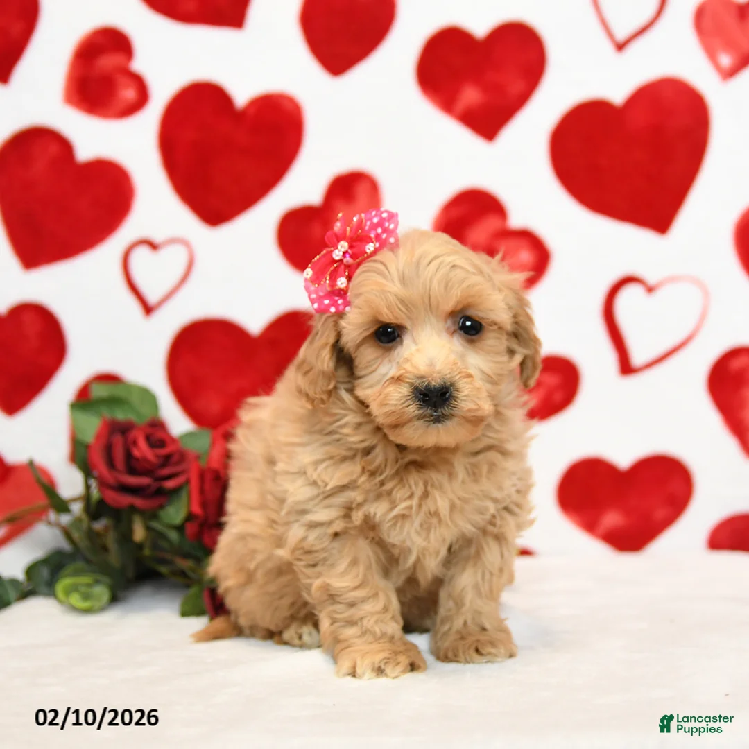 Mixed Breed dogs for sale: Duchess - Ad 5