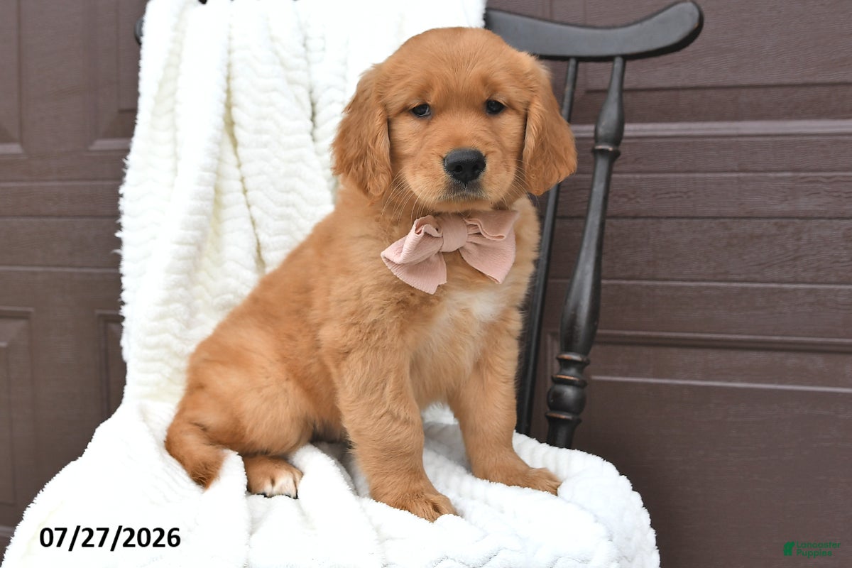 Golden Retriever dogs Camila - Ad 2