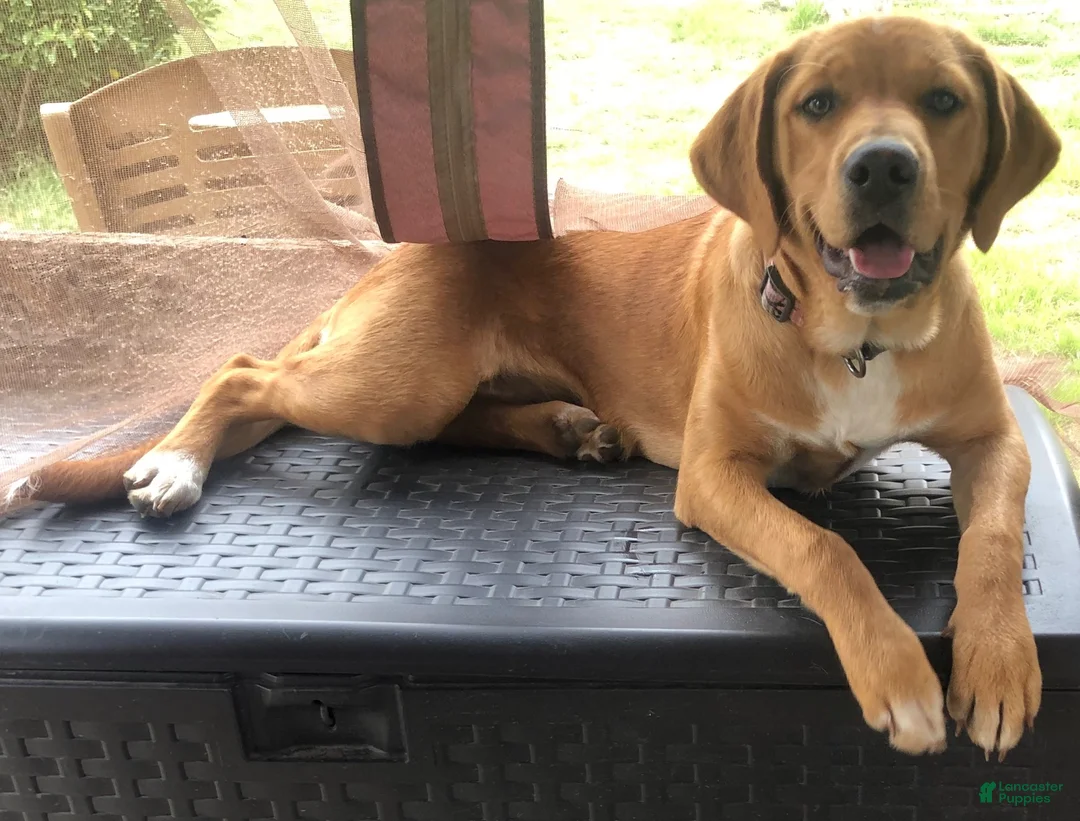 Golden Retriever dogs for sale: Orange Golden Retriever 6 - Ad 2