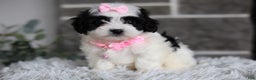 Maltipoo dogs for sale: Bonnie - Ad 12