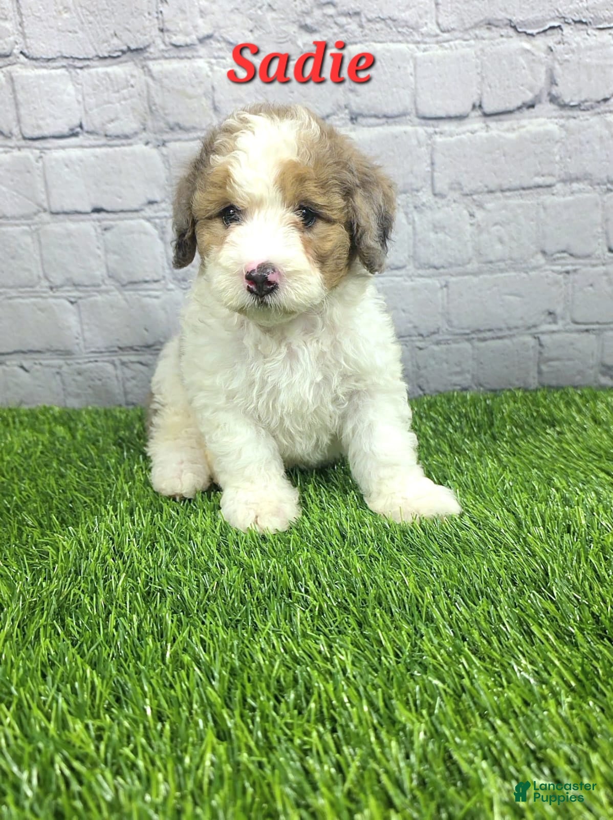 Mini Bernedoodle dogs Sadie - Ad 2