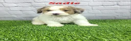 Mini Bernedoodle dogs for sale: Sadie - Ad 2