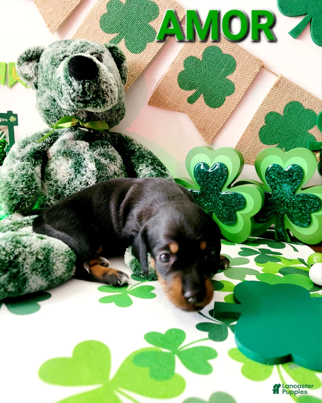 Miniature Dachshund dogs for sale: Amor - Ad 6