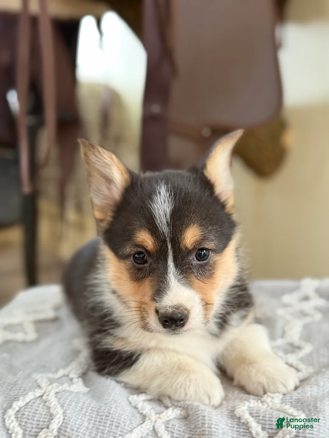 Welsh Corgi Pembroke dogs for sale: Finley - Ad 9