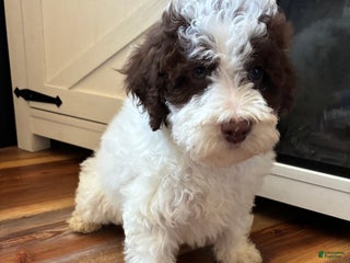 Miniature Labradoodle dogs - Ad 15