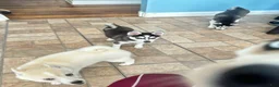 Siberian Husky dogs for sale: Siberian Husky 1 - Ad 3