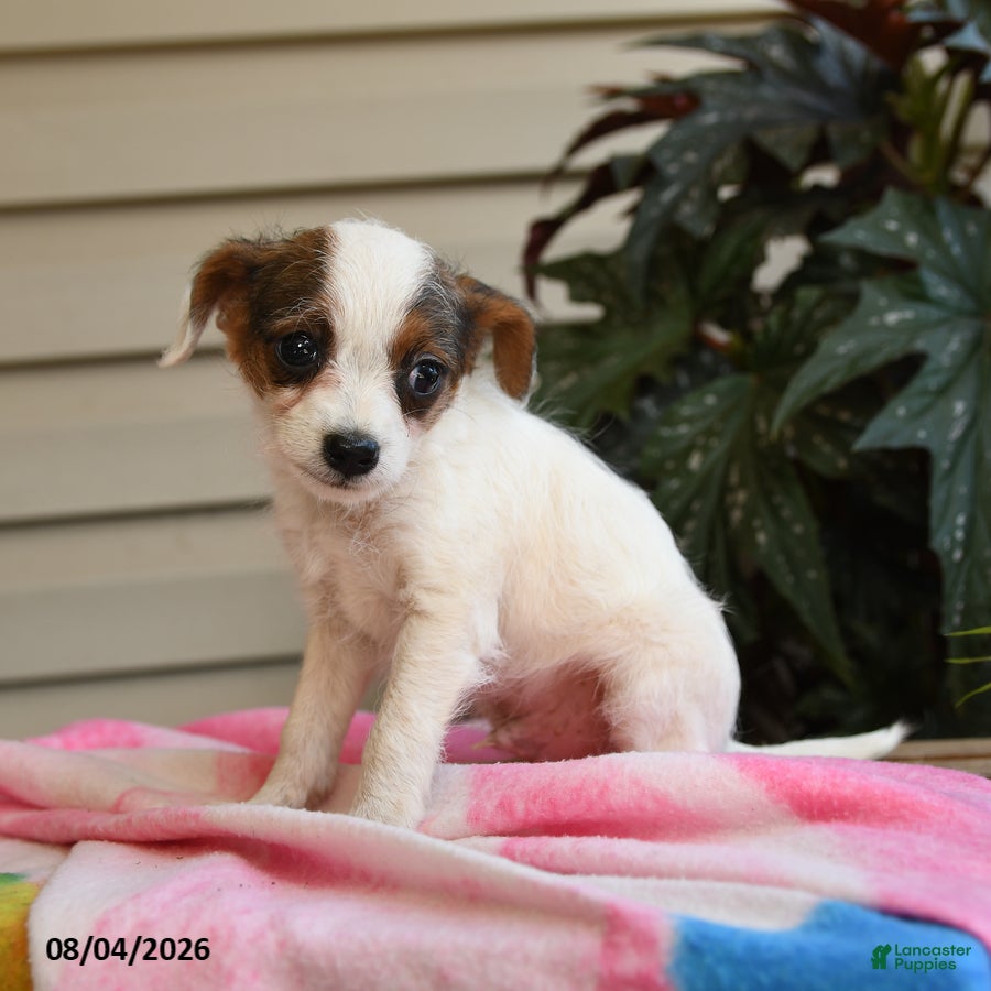 Mixed Breed dogs Julius - Ad 1
