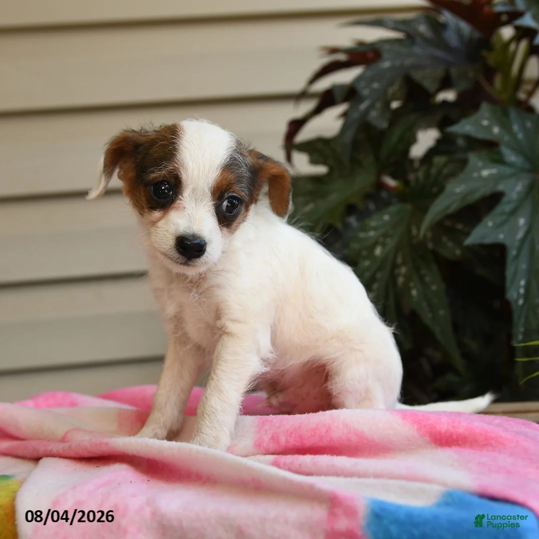 Mixed Breed dogs for sale: Julius - Ad 1