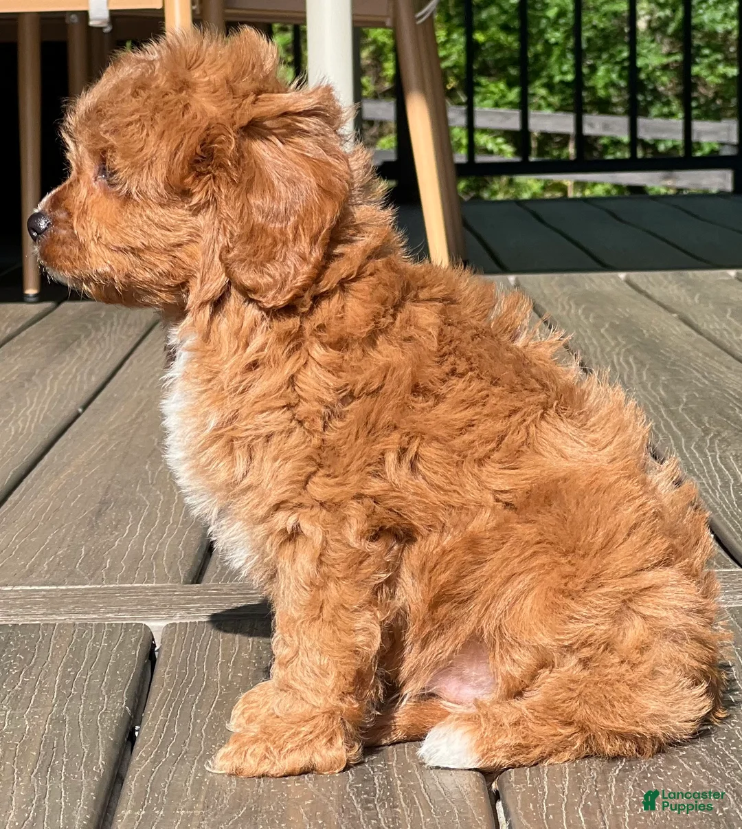 Cavapoo dogs for sale: Ollie - Ad 2