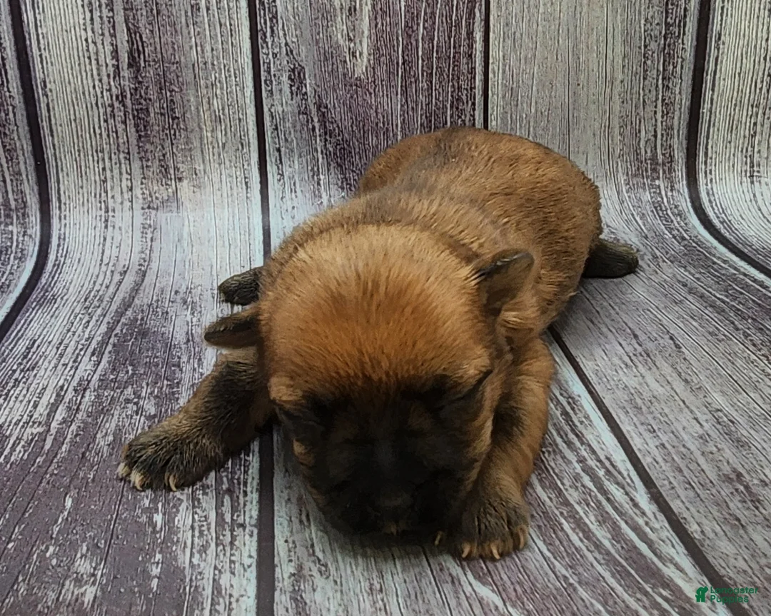 Mixed Breed dogs for sale: Mixed Breed Puppy 1 - Ad 1