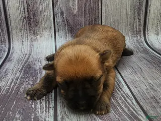 Mixed Breed dogs Mixed Breed Puppy 1 - Ad 2